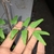 Sterile leaves