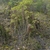 climbing fern.