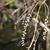 Lyonia ligustrina