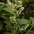 Lyonia ligustrina