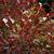 Lyonia ligustrina