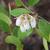 Lyonia mariana