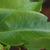 Leaf closeup
