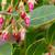 Flower and leaves
