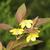 Lysimachia ciliata