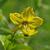 Lysimachia ciliata
