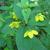 Lysimachia ciliata