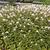 Lysimachia clethroides