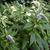 Lysimachia clethroides