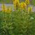Lysimachia punctata