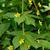 Lysimachia quadrifolia