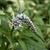 Lysimachia clethroides