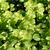 Lysimachia nummularia