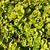 Lysimachia nummularia