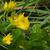 Lysimachia numularia