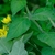 Opposite leaves on a stem