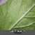 Underside of leaf with hairs
