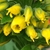 Yellow flower buds beginning to open