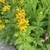 Habit of plant with a spike of several yellow flowers
