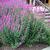 Lythrum salicaria