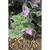 Tradescantia sillamontana
