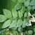 Compound leaves