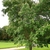 Form