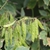 Legumes in July in China
