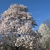 Magnolia x kewensis 'Wada's Memory'