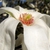 Magnolia x kewensis 'Wada's Memory'