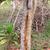 Bark