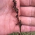 Spike of dark red-brown smal flowers