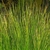 Form of plant with narrow upright leaves