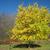 Yellow fall color