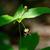 Madeola virginiana
