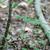 Madeola virginiana