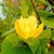 Yellow flower