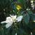 Magnolia grandiflora
