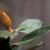Magnolia grandiflora 'Little Gem'