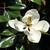 Magnolia grandiflora 'Kay Parris'