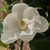 Large cup shaped. flowers with 6-12 petals and three sepals