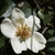 'Gail's Favorite' Flower - April 6 - Wake Co., NC