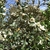 'Gail's Favorite' Flowers - April 6 - Wake Co., NC