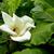 Magnolia macrophylla
