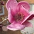 Flower at stem tip - pink rose-like petals & stamens at the base