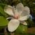 Magnolia x soulangiana