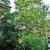 Magnolia virginiana