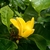 Flower and leaves
