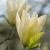 Elizabeth' flower'
