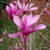 Large pink, tulip-shaped flowers on bare branches.